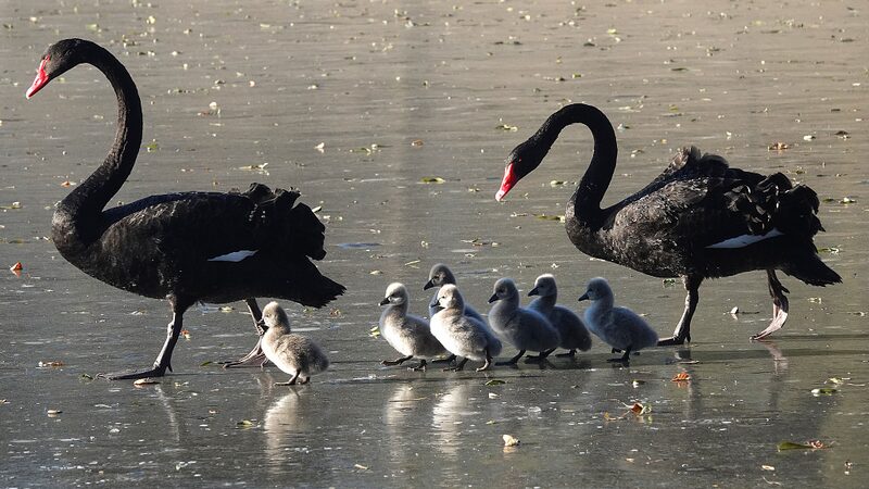 Black_Swans_Lead_Seven_Cygnets_on_First_Ice_Walk_at_Beijings_Old_Summer_Palace - Khabar Asia Black Swans Lead Seven Cygnets on First Ice Walk at Beijing's Old Summer Palace