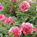 Blooming Beauty: Heze City Opens 33rd International Peony Festival video poster