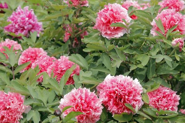 Blooming Beauty: Heze City Opens 33rd International Peony Festival video poster