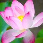 Blooming_Beauty__38th_National_Lotus_Exhibition_Opens_in_Wuxi