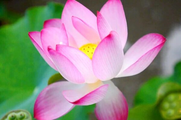 Blooming_Beauty__38th_National_Lotus_Exhibition_Opens_in_Wuxi