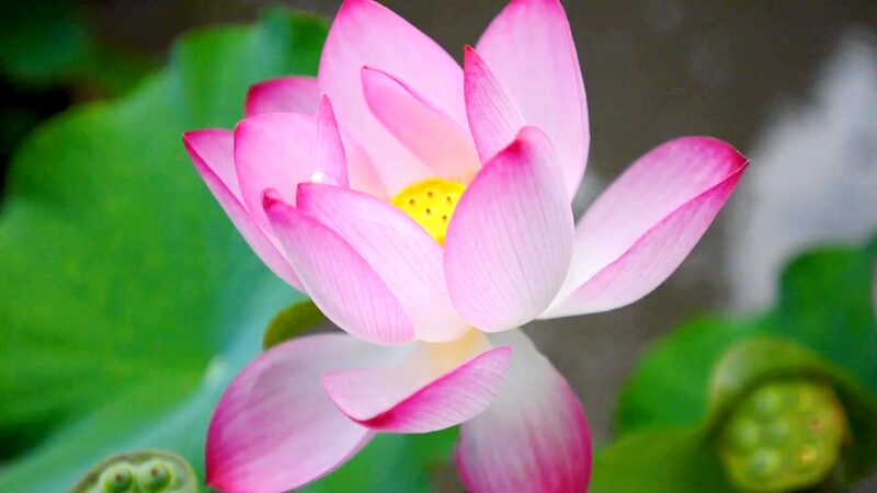 Blooming_Beauty__38th_National_Lotus_Exhibition_Opens_in_Wuxi - Khabar Asia Blooming_Beauty__38th_National_Lotus_Exhibition_Opens_in_Wuxi