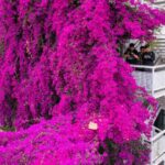 Blooming Bougainvillea Transforms Kunming Building into Floral Spectacle