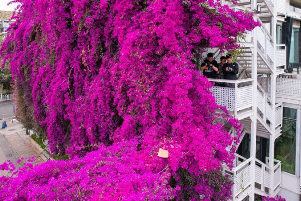 Blooming Bougainvillea Transforms Kunming Building into Floral Spectacle Blooming Bougainvillea Transforms Kunming Building into Floral Spectacle