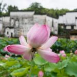 Blooming_Lotus_Flowers_Draw_Tourists_to_Xichong_Ancient_Village