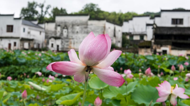 Blooming_Lotus_Flowers_Draw_Tourists_to_Xichong_Ancient_Village - Khabar Asia Blooming_Lotus_Flowers_Draw_Tourists_to_Xichong_Ancient_Village