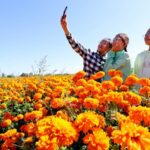 Blooming_Marigolds_Pave_Golden_Way_for_Rural_Rejuvenation_in_Gansu