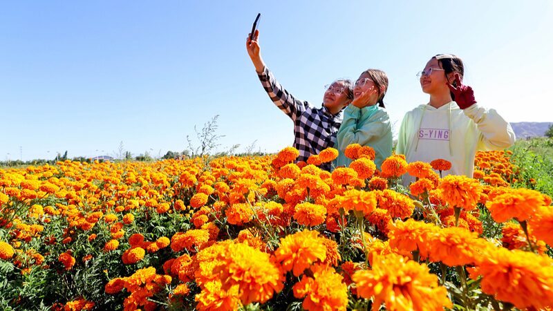 Blooming_Marigolds_Pave_Golden_Way_for_Rural_Rejuvenation_in_Gansu - Khabar Asia Blooming_Marigolds_Pave_Golden_Way_for_Rural_Rejuvenation_in_Gansu