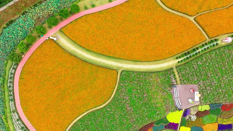 Blooming_Paradise__Holland_Flower_Park_in_Jiangsu_Transforms_into_a_Floral_Wonderland - Khabar Asia Blooming_Paradise__Holland_Flower_Park_in_Jiangsu_Transforms_into_a_Floral_Wonderland