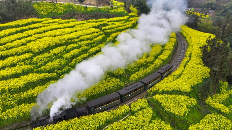Blooming_Rapeseed_Fields_and_Steam_Trains_Draw_Tourists_to_Leshans_Jiayang_Railway - Khabar Asia Blooming Rapeseed Fields and Steam Trains Draw Tourists to Leshan's Jiayang Railway
