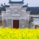 Blooming Rapeseed Flowers Infuse Life into Jiangxi's Ancient Village of Xiahu