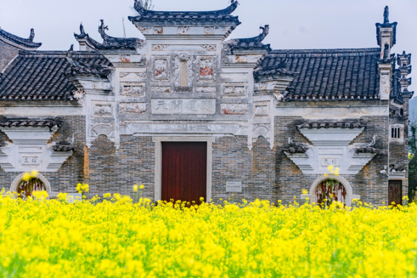 Blooming Rapeseed Flowers Infuse Life into Jiangxi’s Ancient Village of Xiahu Blooming Rapeseed Flowers Infuse Life into Jiangxi's Ancient Village of Xiahu