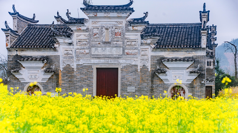 Blooming_Rapeseed_Flowers_Infuse_Life_into_Jiangxis_Ancient_Village_of_Xiahu - Khabar Asia Blooming Rapeseed Flowers Infuse Life into Jiangxi's Ancient Village of Xiahu