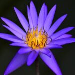 Blooming_lotuses_and_water_lilies_illuminate_summer_in_Zhejiang