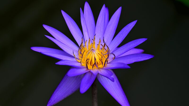 Blooming_lotuses_and_water_lilies_illuminate_summer_in_Zhejiang - Khabar Asia Blooming_lotuses_and_water_lilies_illuminate_summer_in_Zhejiang