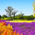 Blossoming_Beauty__Beijing_Park_Near_Old_Summer_Palace_Captivates_Autumn_Visitors