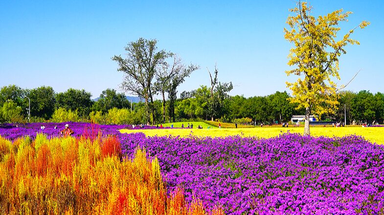Blossoming_Beauty__Beijing_Park_Near_Old_Summer_Palace_Captivates_Autumn_Visitors - Khabar Asia Blossoming_Beauty__Beijing_Park_Near_Old_Summer_Palace_Captivates_Autumn_Visitors