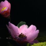 Blossoming Connections: The Spiritual Art of Horticulture in Chinese and English Gardens video poster