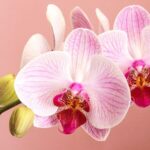 Blossoming Sales: China's Flower Market Flourishes Ahead of 2024 Spring Festival