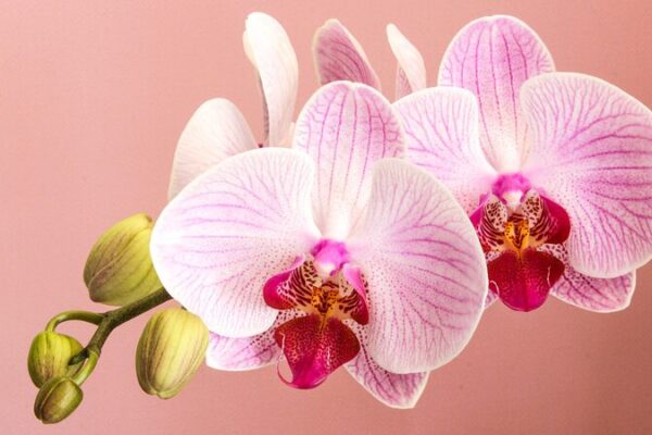 Blossoming Sales: China's Flower Market Flourishes Ahead of 2024 Spring Festival