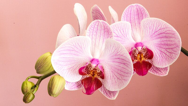 Blossoming_Sales_Chinas_Flower_Market_Flourishes_Ahead_of_2024_Spring_Festival - Khabar Asia Blossoming Sales: China's Flower Market Flourishes Ahead of 2024 Spring Festival