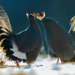 Blue-Eared Pheasants Spotted in Snow at NW China's Qilian Mountain National Park