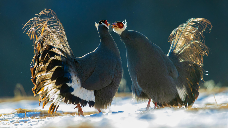Blue-Eared_Pheasants_Spotted_in_Snow_at_NW_Chinas_Qilian_Mountain_National_Park - Khabar Asia Blue-Eared Pheasants Spotted in Snow at NW China's Qilian Mountain National Park