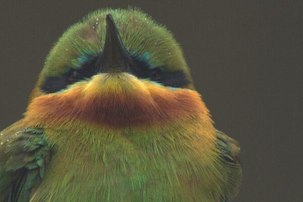 Blue-tailed Bee-eater Episode 6: The Clan’s Power Unveiled Blue_tailed_Bee_eater_Episode_6__The_Clan_s_Power_Unveiled