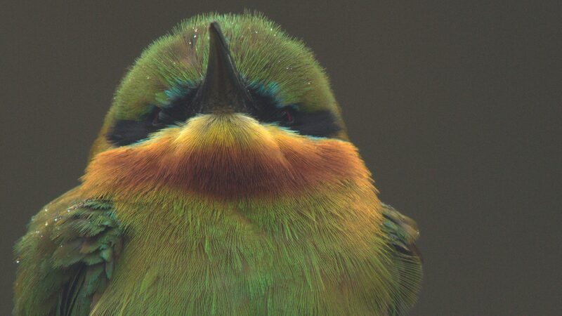 Blue_tailed_Bee_eater_Episode_6__The_Clan_s_Power_Unveiled - Khabar Asia Blue_tailed_Bee_eater_Episode_6__The_Clan_s_Power_Unveiled