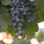 Bountiful Bole: Xinjiang's Grapes Fuel a Growing Wine Industry video poster