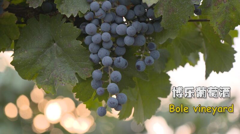 Bountiful_Bole_Xinjiangs_Grapes_Fuel_a_Growing_Wine_Industry_poster - Khabar Asia Bountiful Bole: Xinjiang's Grapes Fuel a Growing Wine Industry video poster