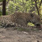 Brazilian Farmers Adopt Innovative Methods to Protect Jaguars in the Pantanal