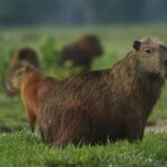 Brazilian Scientist Harnesses AI to Prevent Wildlife Roadkill