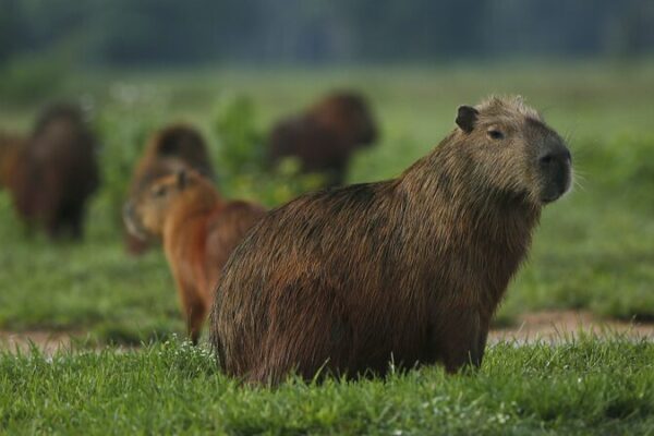 Brazilian Scientist Harnesses AI to Prevent Wildlife Roadkill