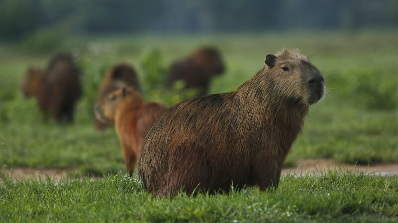 Brazilian_Scientist_Harnesses_AI_to_Prevent_Wildlife_Roadkill - Khabar Asia Brazilian Scientist Harnesses AI to Prevent Wildlife Roadkill