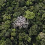 Brazil's Amazon Deforestation Drops 30% in February: Global Implications