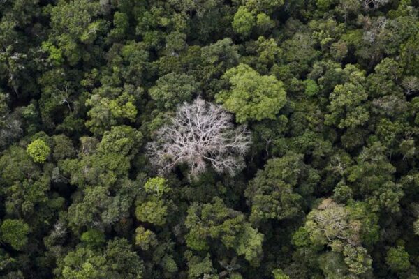 Brazil's Amazon Deforestation Drops 30% in February: Global Implications
