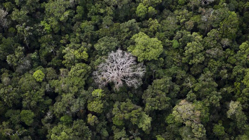 Brazils_Amazon_Deforestation_Drops_30_in_February_Global_Implications - Khabar Asia Brazil's Amazon Deforestation Drops 30% in February: Global Implications