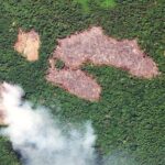 Brazil's Amazon Deforestation Hits Six-Year Low in Early 2023
