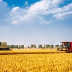 Breakthrough Bacterium Reduces Potent Greenhouse Gas Emissions in Farms