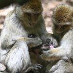 Breakthrough: Chinese Researchers Chart Macaque Brain to Illuminate Human Cognition