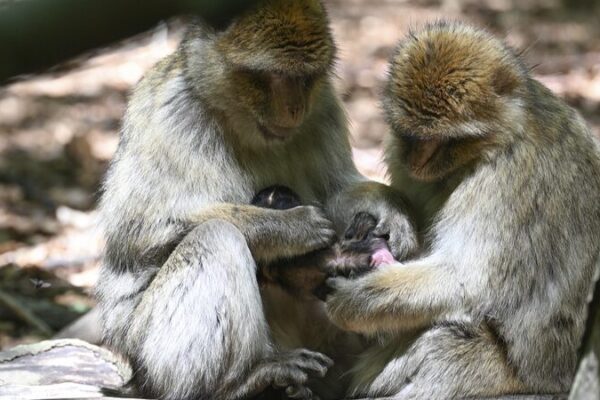 Breakthrough: Chinese Researchers Chart Macaque Brain to Illuminate Human Cognition Breakthrough: Chinese Researchers Chart Macaque Brain to Illuminate Human Cognition