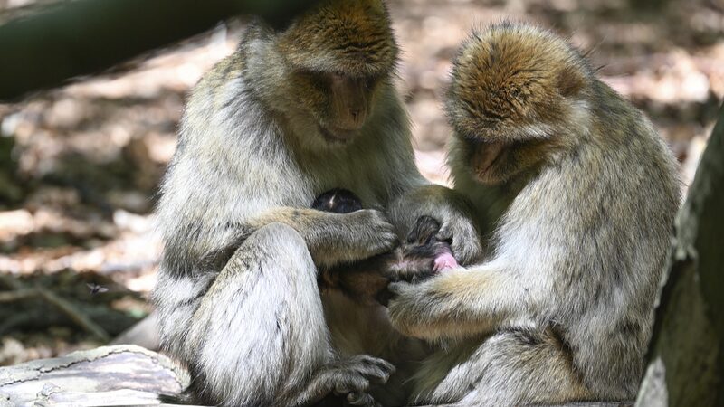 Breakthrough_Chinese_Researchers_Chart_Macaque_Brain_to_Illuminate_Human_Cognition - Khabar Asia Breakthrough: Chinese Researchers Chart Macaque Brain to Illuminate Human Cognition