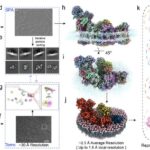 Breakthrough Imaging Technique Reveals Mitochondrial Proteins in Unprecedented Detail