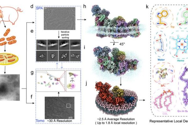 Breakthrough Imaging Technique Reveals Mitochondrial Proteins in Unprecedented Detail Breakthrough Imaging Technique Reveals Mitochondrial Proteins in Unprecedented Detail