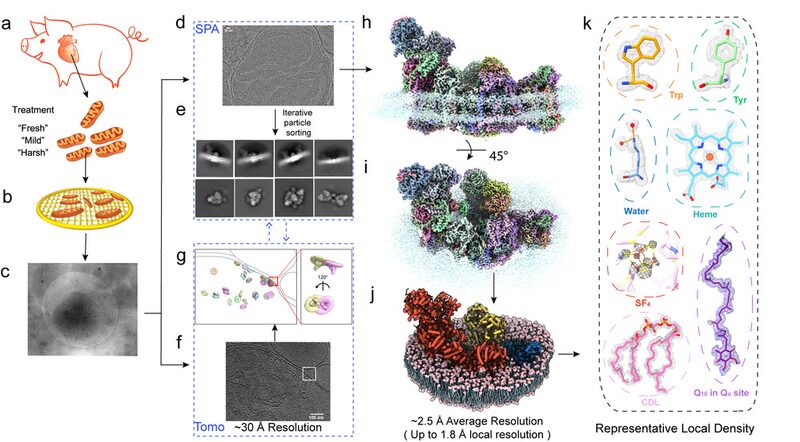 Breakthrough_Imaging_Technique_Reveals_Mitochondrial_Proteins_in_Unprecedented_Detail - Khabar Asia Breakthrough Imaging Technique Reveals Mitochondrial Proteins in Unprecedented Detail