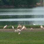 Breeding Hope: Li Xia's Mission to Save the Crested Ibis video poster