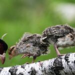 Brown-Eared Pheasants Flourish in Shanxi's Revitalized Forests