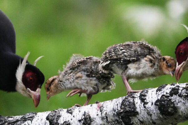 Brown-Eared Pheasants Flourish in Shanxi’s Revitalized Forests Brown-Eared Pheasants Flourish in Shanxi's Revitalized Forests