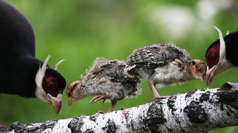 Brown-Eared_Pheasants_Flourish_in_Shanxis_Revitalized_Forests - Khabar Asia Brown-Eared Pheasants Flourish in Shanxi's Revitalized Forests